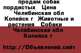 продам собак пордистых › Цена ­ 10 000 - Челябинская обл., Копейск г. Животные и растения » Собаки   . Челябинская обл.,Копейск г.